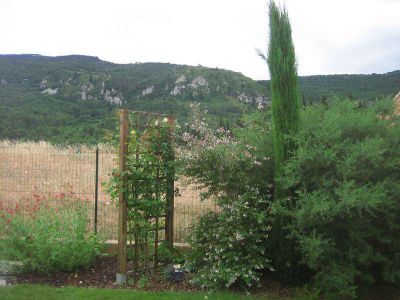 Treillis bois rosier grimpant